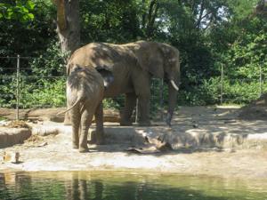 Detroit Zoo Elephants By Jerry Paffendorf